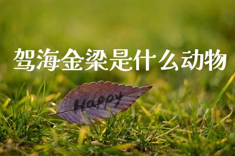驾海金梁是什么动物_https://wap.apzhendong.com_期货直播_第1张